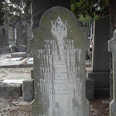 SONENSCHER Taube -1939