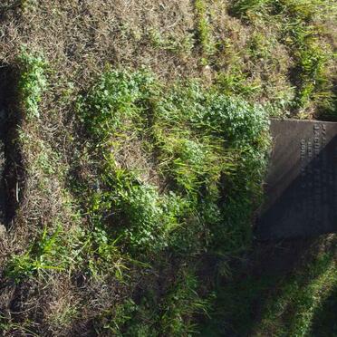 FONTINI Jacoba Petronella 1872-1937