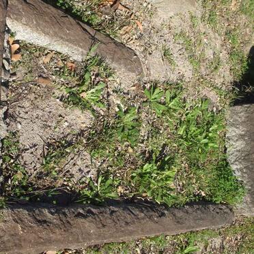 STACEY Leonora Jane -1933