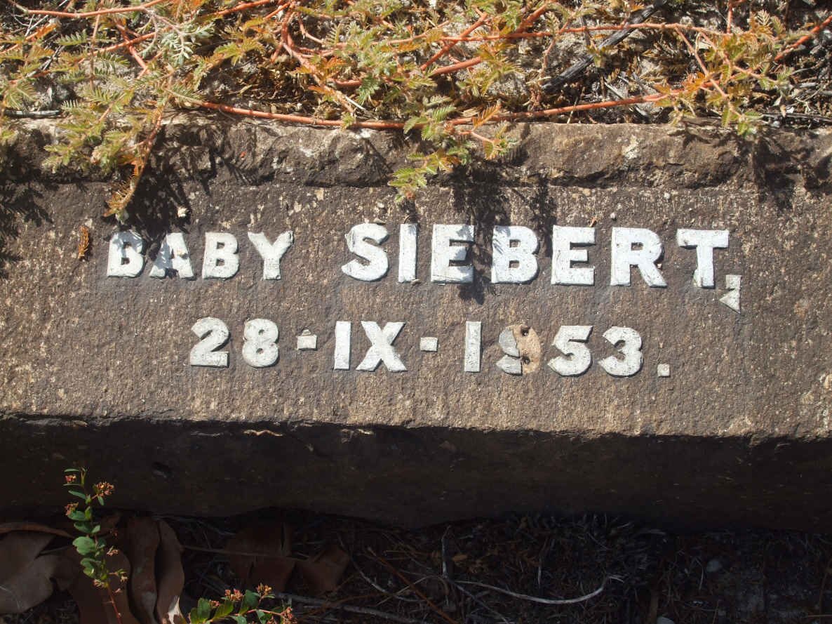 SIEBERT Baby -1953