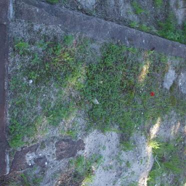 WAINWRIGHT Joe &amp; Nellie 