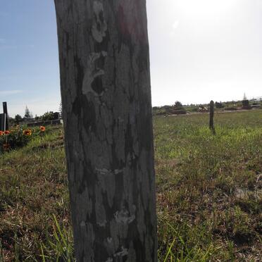 ZYL Jacobus, van ?-?