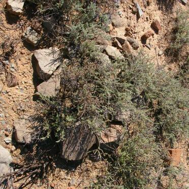 Western Cape, MURRAYSBURG district, Rural (farm cemeteries)