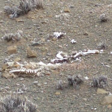Western Cape, PRINCE ALBERT district, Leeu Gamka, Kranskraal 283, farm cemetery