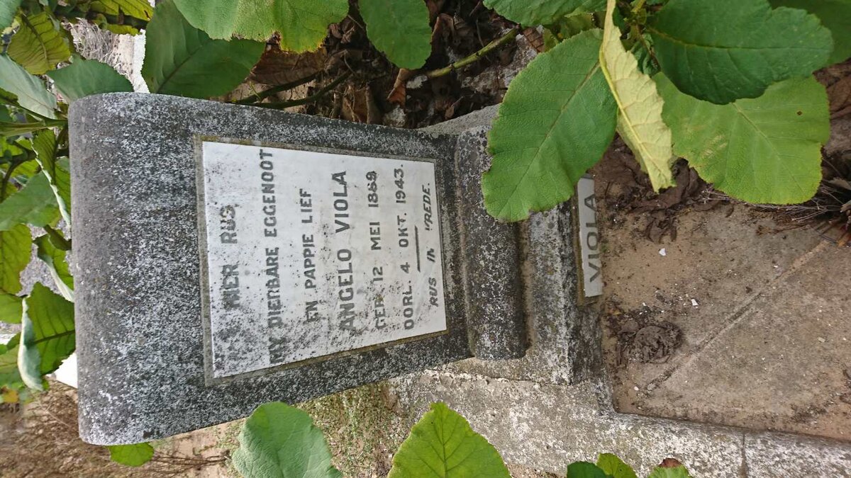 VIOLA Angelo 1889-1943