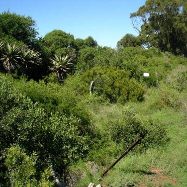 Western Cape, RIVERSDALE district, Albertinia, Driekuilen 298_3, Karnemelksvlei farm cemetery