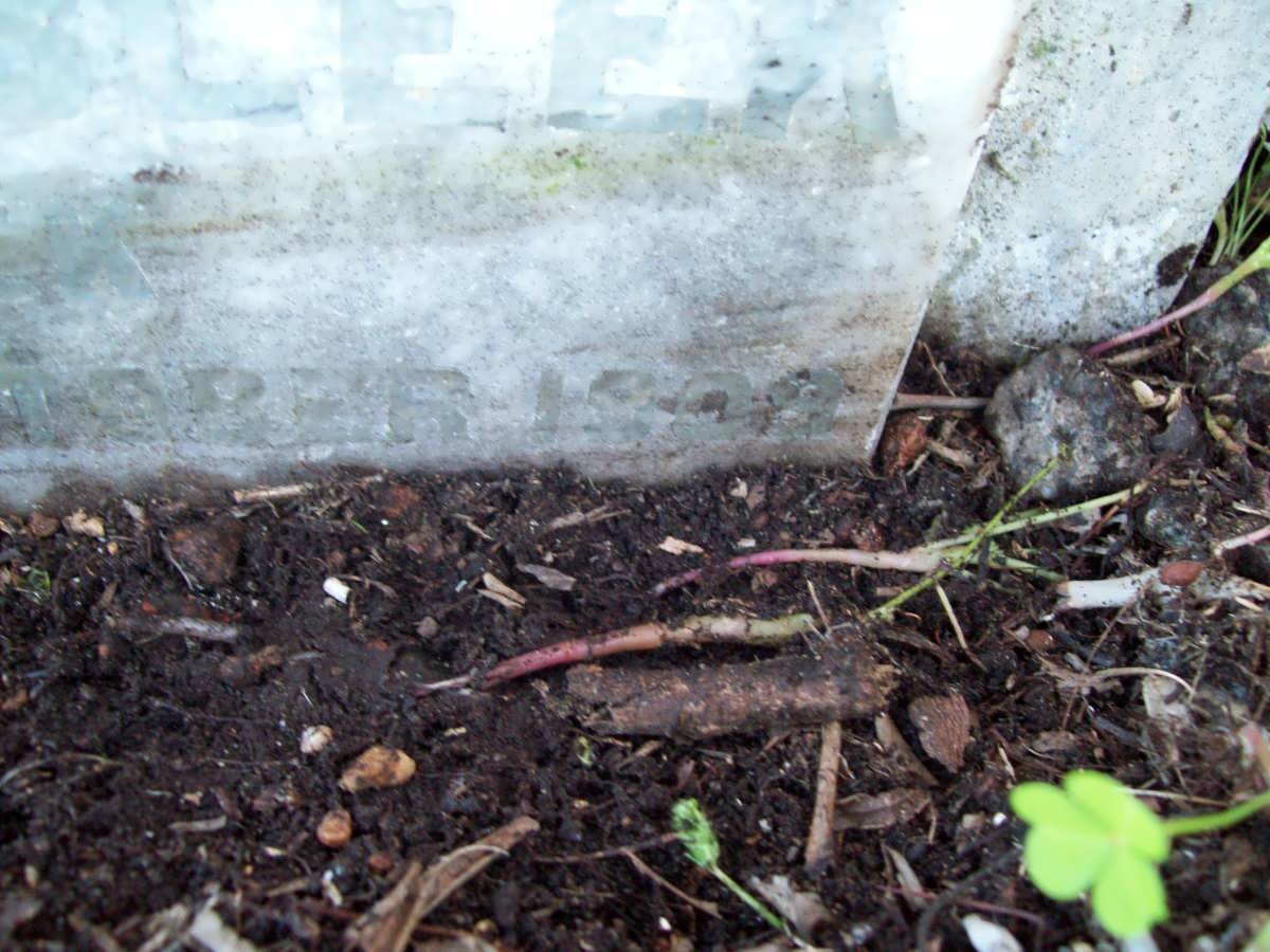 BLEEK Jemima Charlotte 18?7 -1909