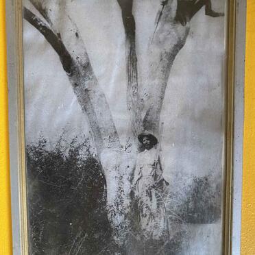 12. The famous tree on which the letters Dkar were carved. This big tree can still be found at the old D'Kar ward.