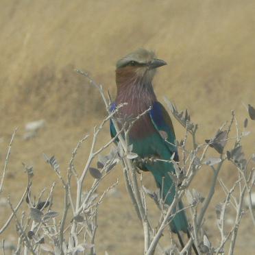 Namibia, KUNENE region, Etosha National Park, Etosha Pan, Rietfontein, Dorslandtrekker grave