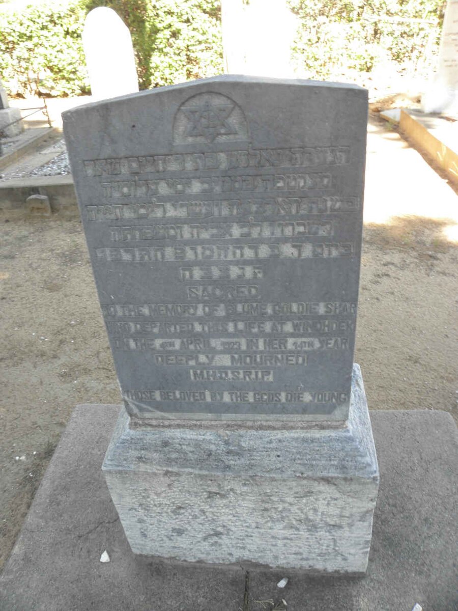 SHAR Blume Goldie -1923